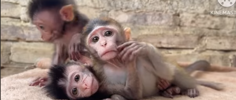 Spenden sammeln | Hilf verwaisten Baby Affen in Asien! | Spendenseite