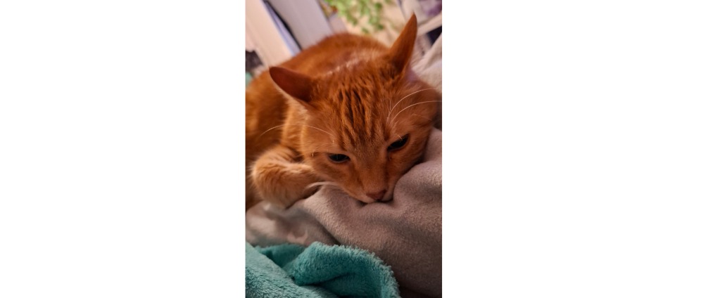 Spenden sammeln | Operation Katze Mogli | Spendenseite