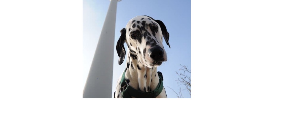 Spenden sammeln | ️ Bitte helft uns, den kleinen Hund meiner Nachbarin zu retten ️ | Spendenseite
