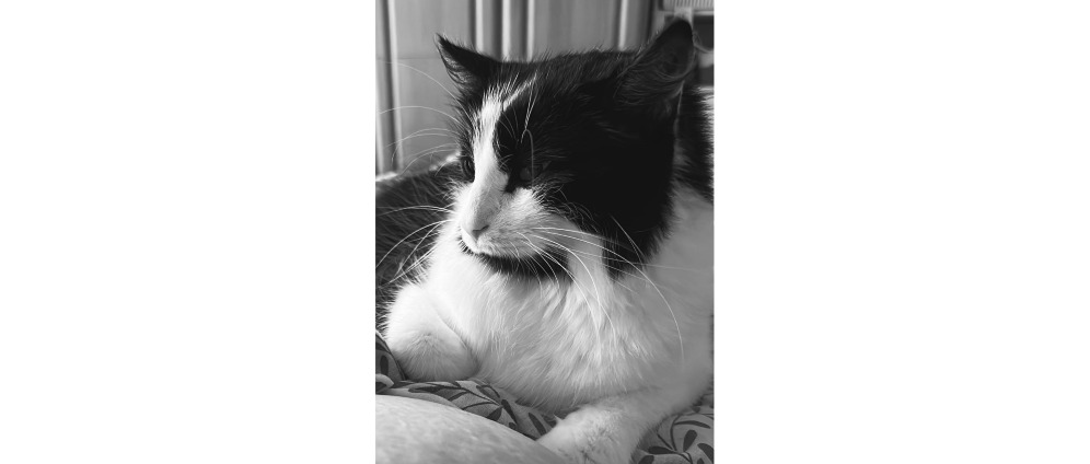 Spenden sammeln | Spendenaufruf für unseren geliebten Kater | Spendenseite
