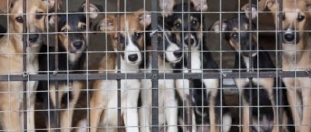 Spenden sammeln | Spenden für Tiere in Not ️ | Spendenseite