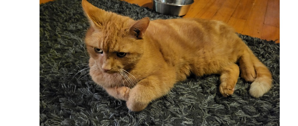 Spenden sammeln | Kranke Katze | Spendenseite