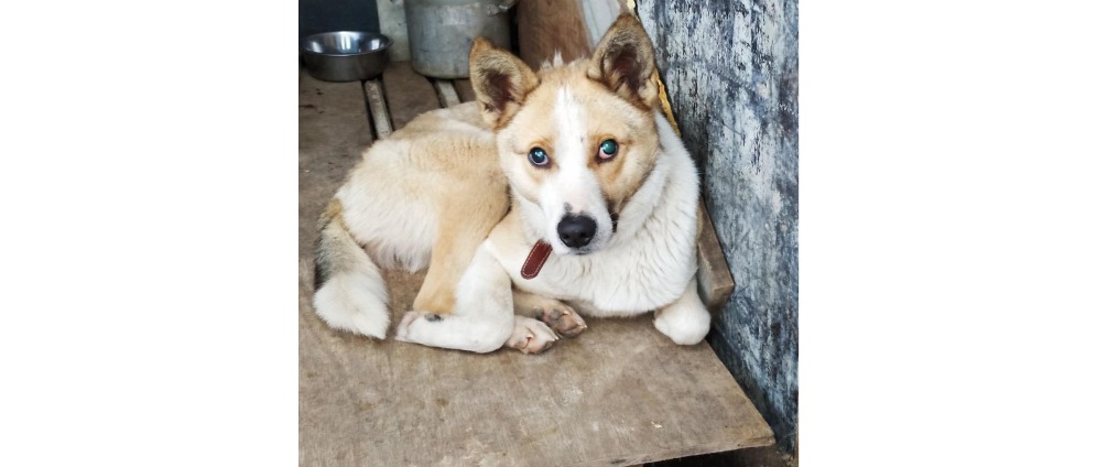 Spenden sammeln | ️ Stephan der Blinde Hund ️ | Spendenseite