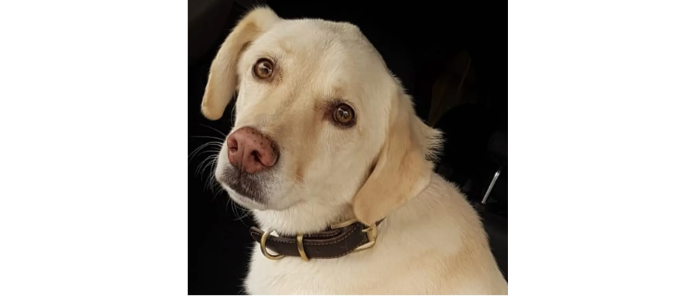 Spenden sammeln | Unbekannter Täter fährt Hund im Feld an und flüchtet. Mit Absicht hat am Dienstagabend ein Unbekannter den Hund Bandit in einem, an einem Feldweg gelegenen, Feld überfahren. Sein Frauchen war auf dem Feldweg mit dem Traktor. | Spendenseite