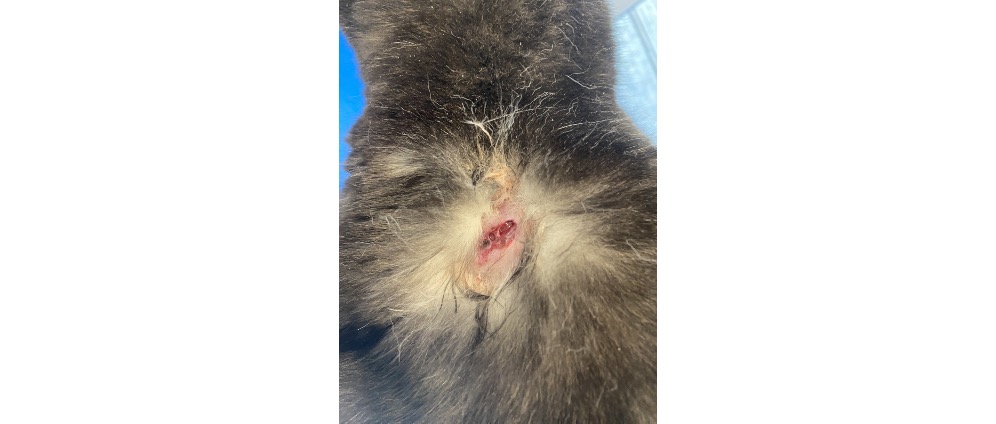 Spenden sammeln | Katze in Not | Spendenseite