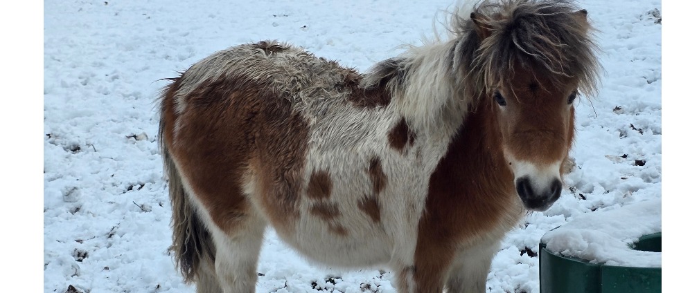 Spenden sammeln | Pony | Spendenseite