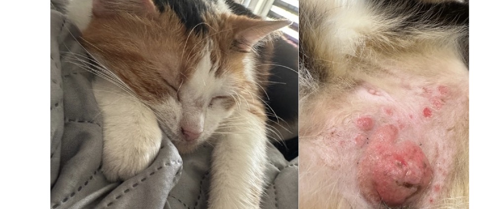 Spenden sammeln | Hilfe für meine Katze dringende OP notwendig | Spendenseite
