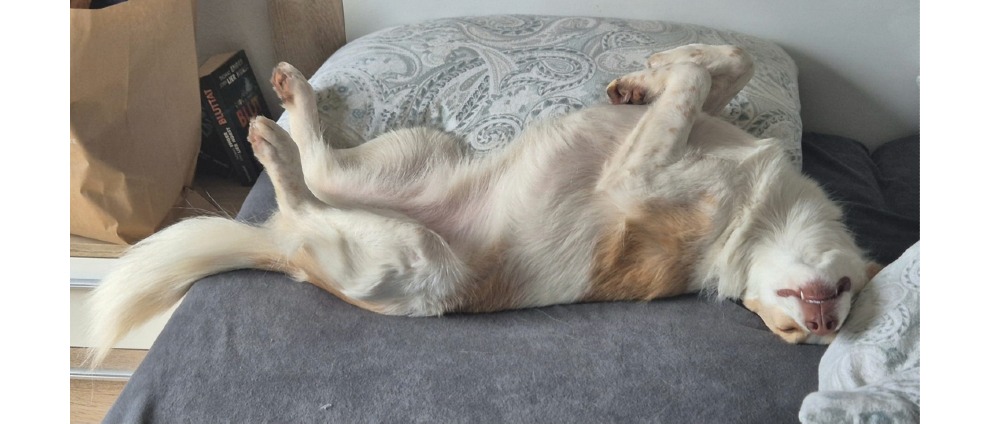 Spenden sammeln | Tiere in not | Spendenseite
