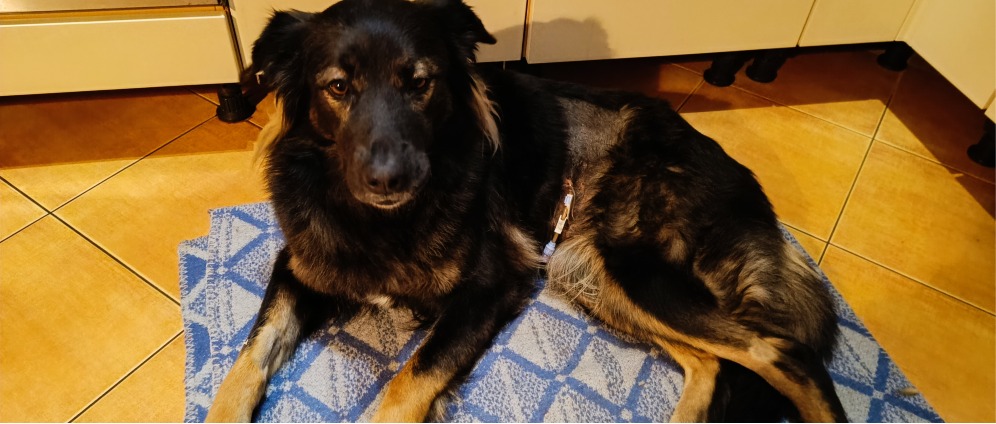 OP Kosten für unseren Hund Helga | Spenden sammeln