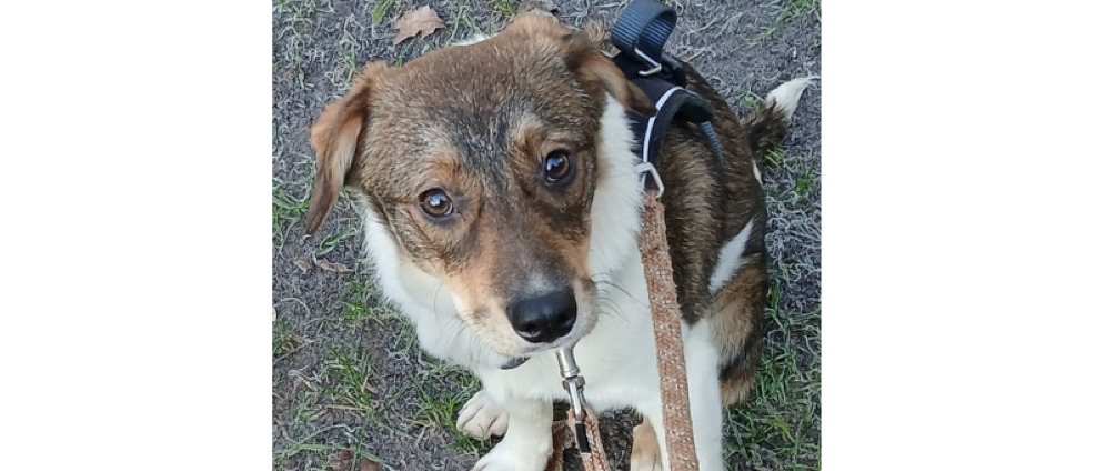 Spenden sammeln | Hilfe für Pflegehund Kurt | Spendenseite