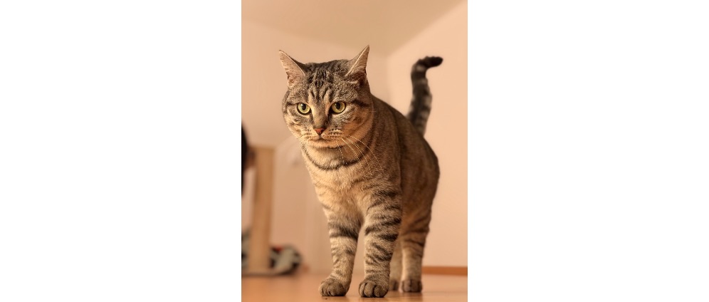 Spenden sammeln | Helft meiner Katze | Spendenseite