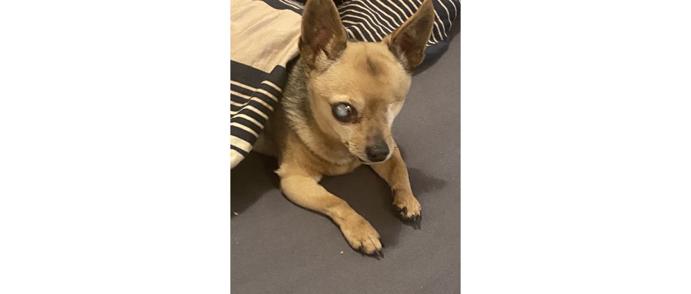 Spenden sammeln | Familienhund Elmo braucht eine zahnop | Spendenseite