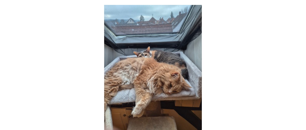 Spenden sammeln | Hilfe füt meine Kater Zahnsanierung | Spendenseite