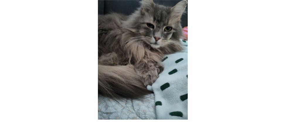 Spenden sammeln | Damit unser Kater wieder schmerzfrei leben kann | Spendenseite