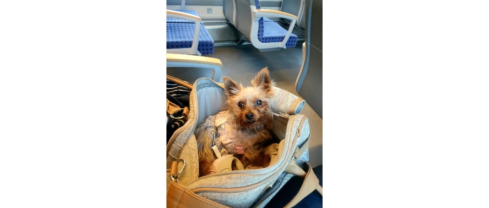 Spenden sammeln | OP meiner geliebten Yorkshire Terrier Dame Baby Lou | Spendenseite