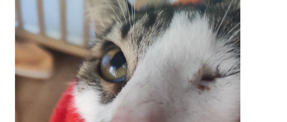 Spenden sammeln | Meine KatzeMeine Katze | Spendenseite