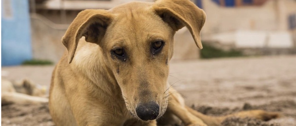 Spenden sammeln | Hilfe für Straßenhunde in Marokko | Spendenseite