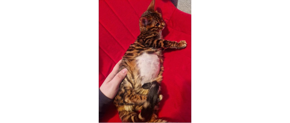 Spenden sammeln | Bitte helft meinem kleinem Kater Chappie | Spendenseite