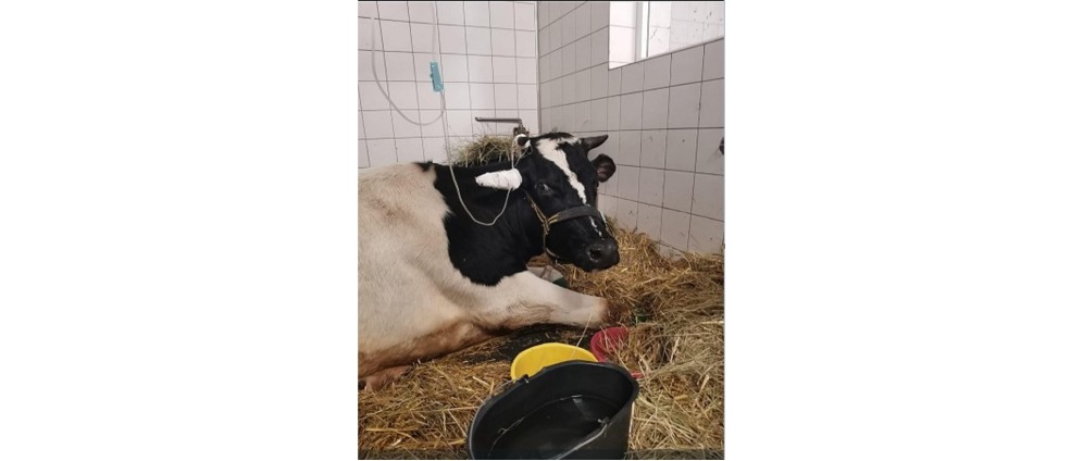 Spenden sammeln | Notfall Fonds für Tierarztkosten unserer geretteten Rinder | Spendenseite