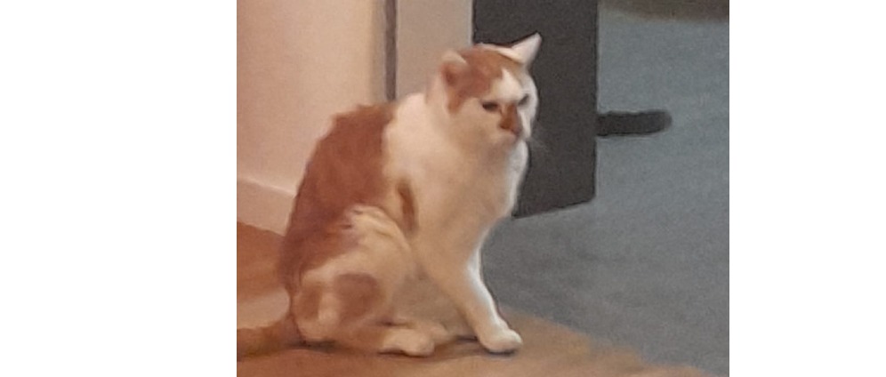 Spenden sammeln | Operation für meinen Kater Lucky | Spendenseite