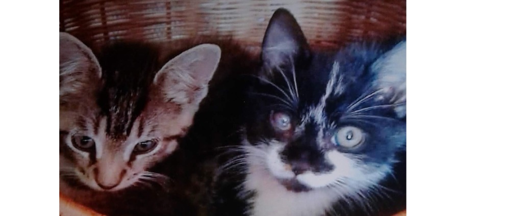 Spenden sammeln | Hilfe für unseren Kater max | Spendenseite