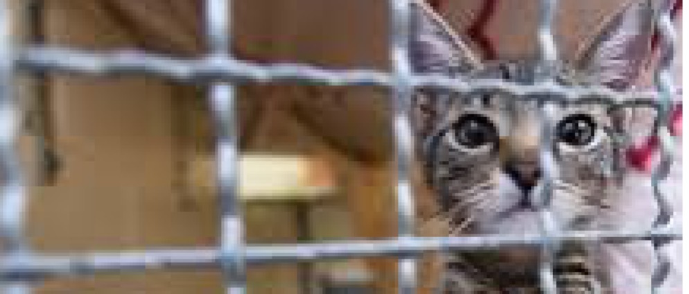 Spenden sammeln | Tierheime | Spendenseite