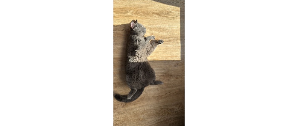 Spenden sammeln | Katze braucht Hilfe | Spendenseite
