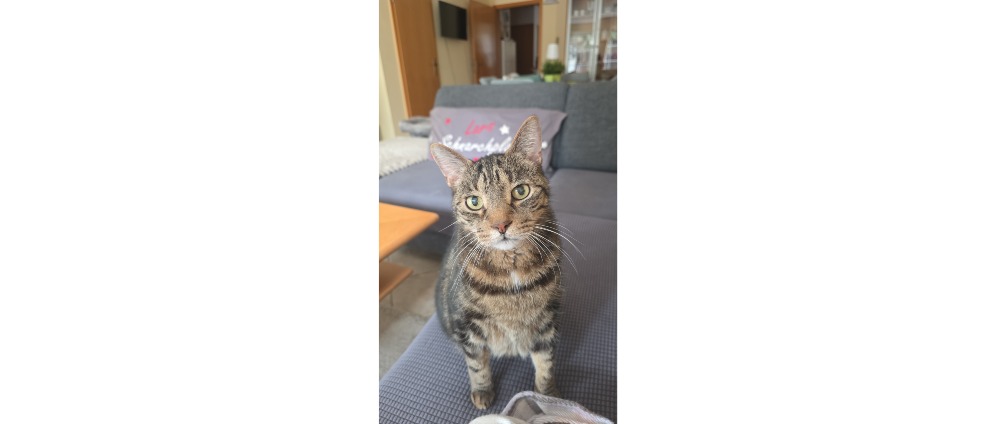 Spenden sammeln | Chaos Kater Zahn OP | Spendenseite