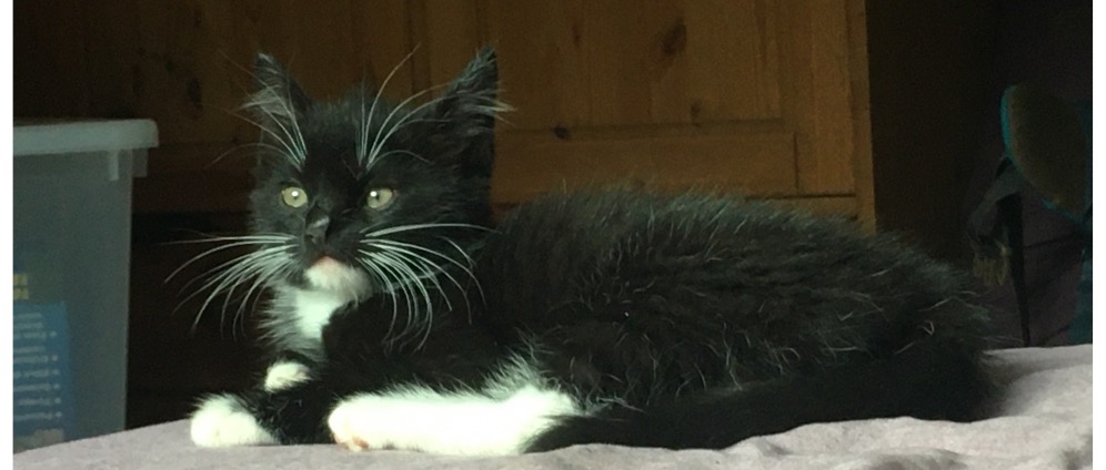 Spenden sammeln | Hilf meiner Jung Katze | Spendenseite