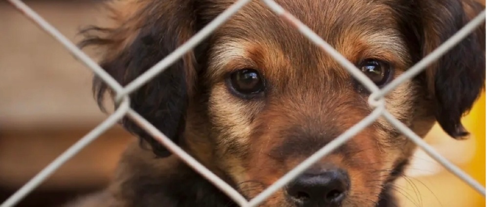 Spenden sammeln | Hilfe für Tierheime | Spendenseite