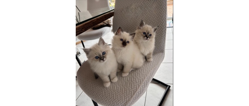 Spenden sammeln | Gegen Trennung von Schwester Katze | Spendenseite