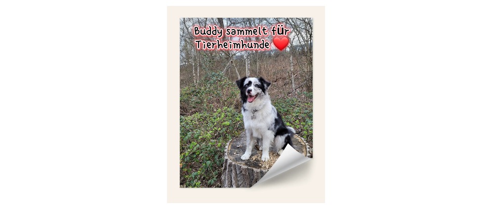 Spenden sammeln | Buddy sammelt für Tierheimhunde | Spendenseite