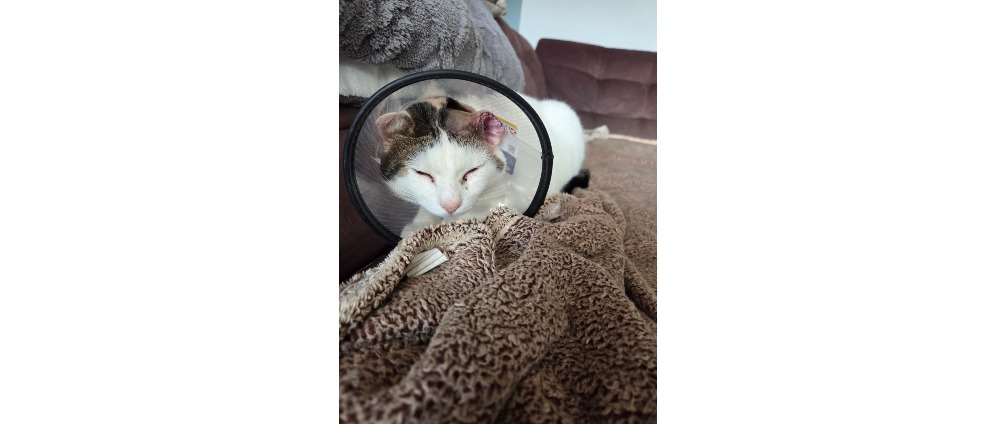Spenden sammeln | Mein Kater Toni braucht eure Hilfe | Spendenseite