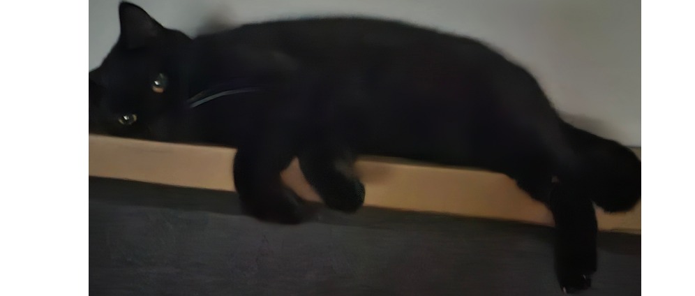 Spenden sammeln | Mia Katze nach Hause holen. | Spendenseite