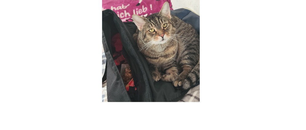 Spenden sammeln | Meine geliebte katze | Spendenseite