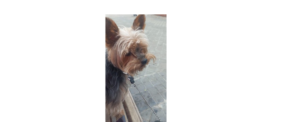 Spenden sammeln | Gründung eines Hundesalons | Spendenseite