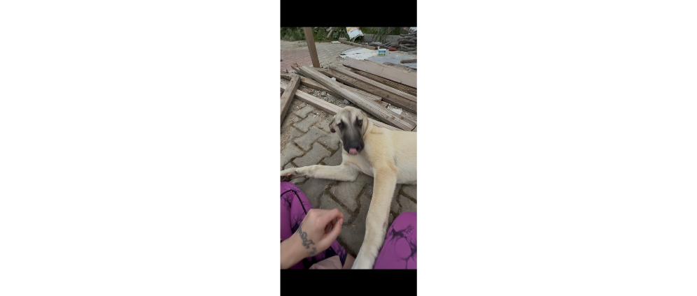 Spenden sammeln | Straßenhunde | Spendenseite