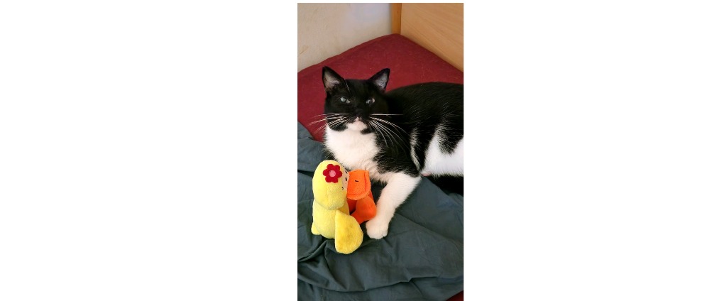 Spenden sammeln | Hilfe für meinen Kater Donny | Spendenseite