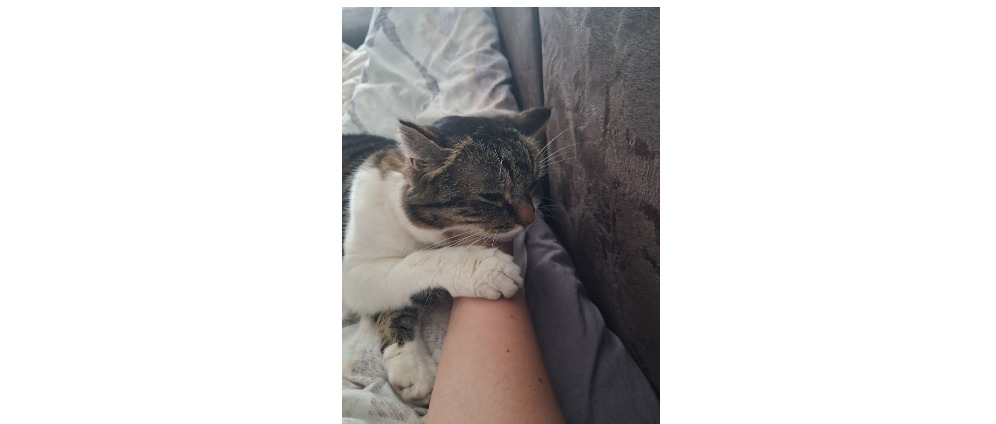 Spenden sammeln | 15 Jährige Katze brauch dringend eine Operation | Spendenseite