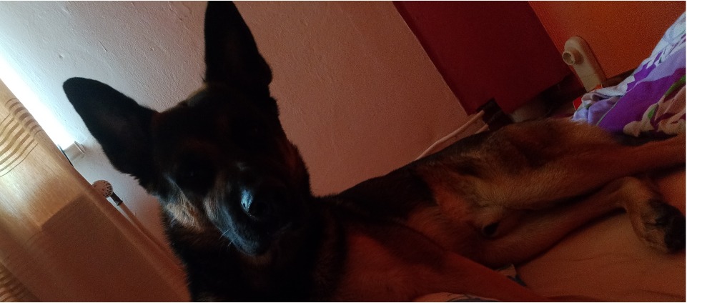 Spenden sammeln | Umzug Hilfe Start mit hund | Spendenseite