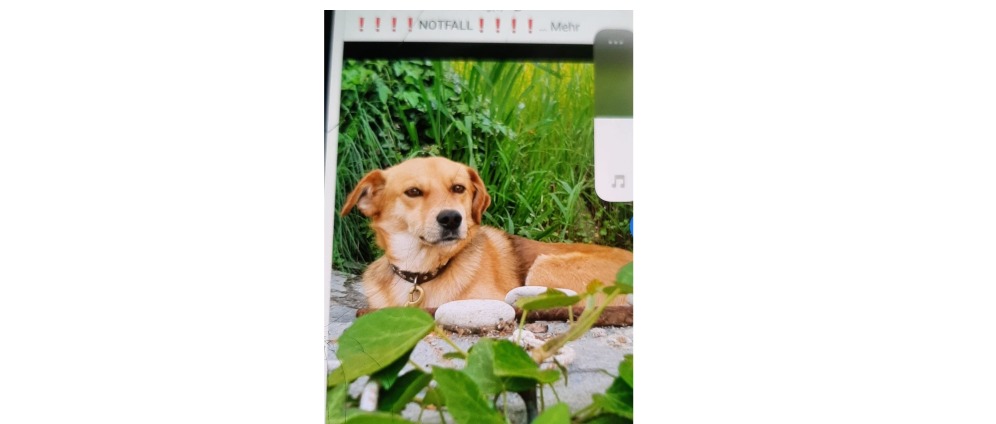 Spenden sammeln | Hilfe für Tiere in Griechenland | Spendenseite