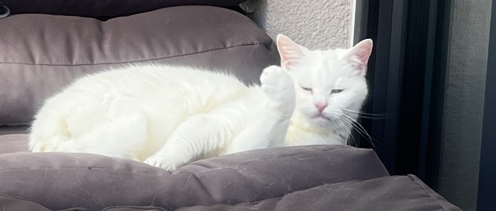 Spenden sammeln | Meine Katze | Spendenseite