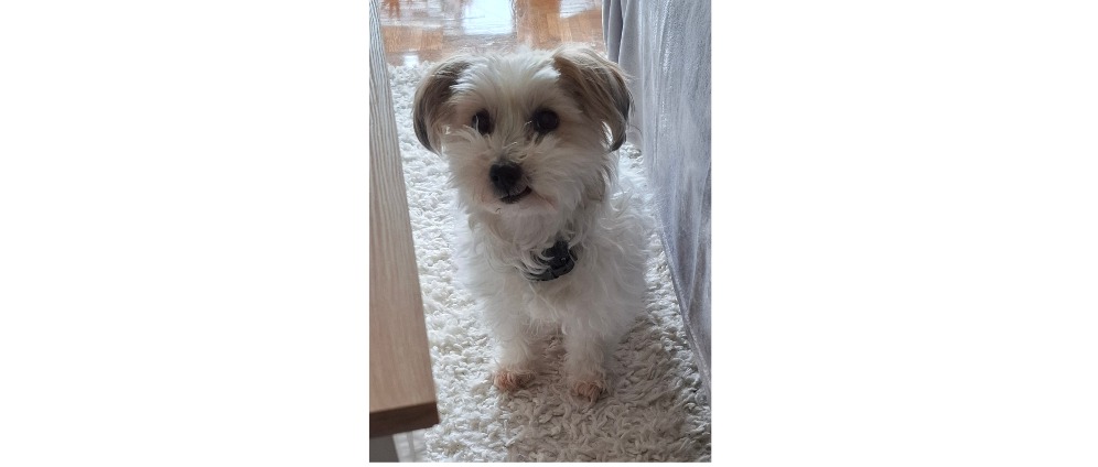 Spenden sammeln | Ein neuer Hund Malteser oder Havaneser | Spendenseite