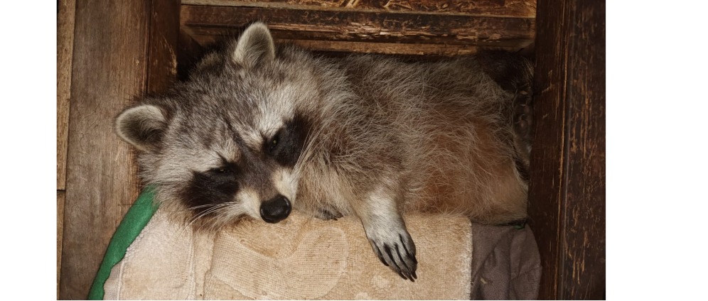 Spenden sammeln | Wildtierrettung Spendenaufruf für ein neues Waschbär Gehege | Spendenseite