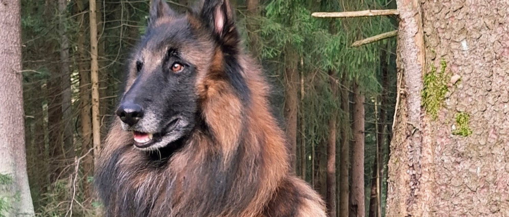 Spenden sammeln | Spendenaufruf für Camiro Belgischer Schäferhund | Spendenseite