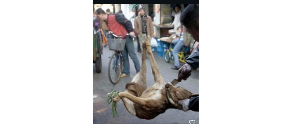 Spenden sammeln | Notodogmeat Germany Andrea Scartezzini | Spendenseite