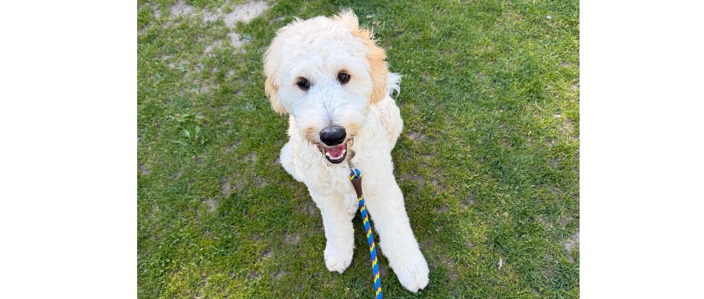 Spenden sammeln | Assistentzhund | Spendenseite