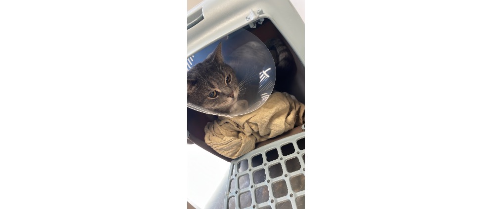Spenden sammeln | Hilfe für mich und meiner Katze | Spendenseite