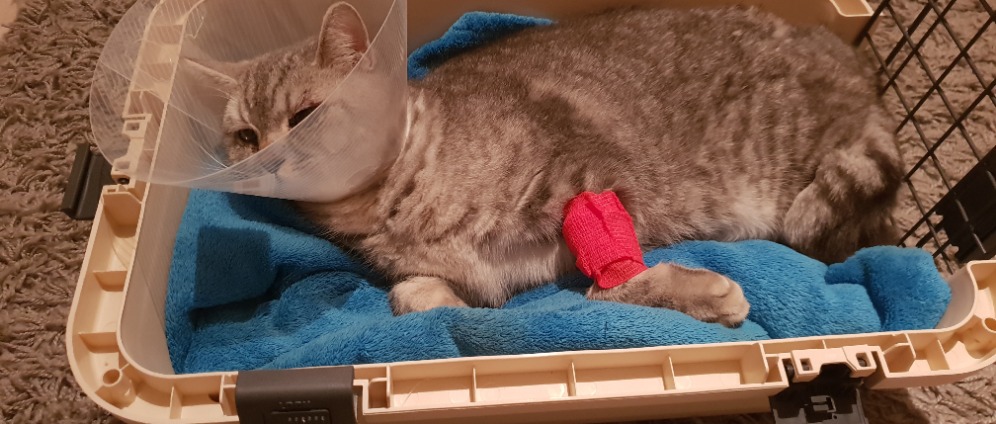 Spenden sammeln | OP für meinen kleinen Kater, der angefahren wurde | Spendenseite