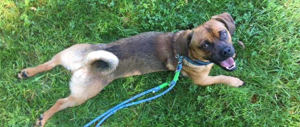 Spenden sammeln | Hilfe für Assistenzhund Loki | Spendenseite